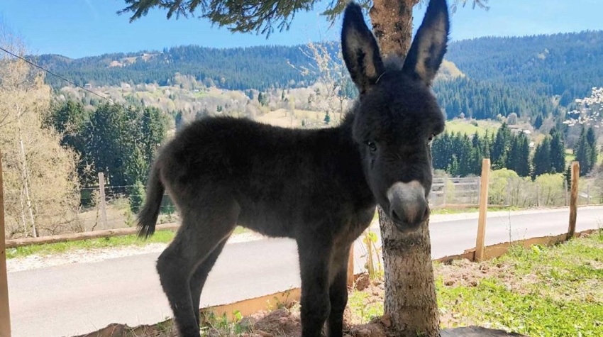 THE FIRST DONKEY FARM IN THE SARAJEVO REGION: FROM AN UNUSUAL IDEA TO A SUCCESSFUL FAMILY STORY